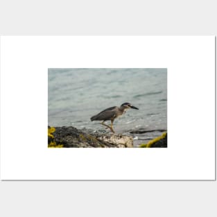 Black-crowned night heron of hawaii 9 Posters and Art